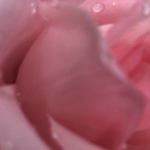 Meet your Posher, Riley